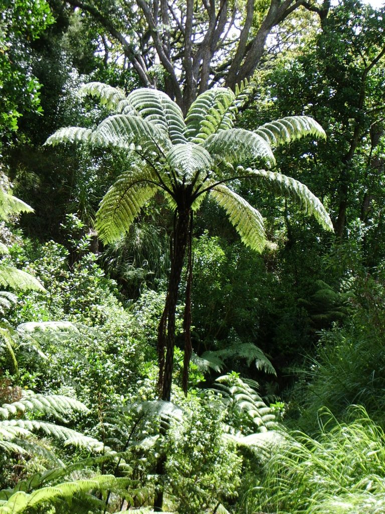 New Zealand Ferns Kiwi Conservation Club