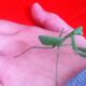 How are Springboks Winning in the Insect World?