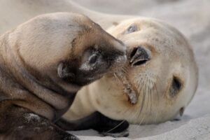 Sea Lions are in Trouble!