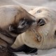 Sea Lions are in Trouble!