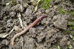 Why do earthworms come out after rain?