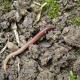 Why do earthworms come out after rain?