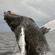 Uncovering the mystery of the humpback whale.