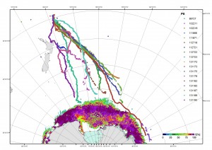 Lines showing movement of humpbacks down to Antarctica.