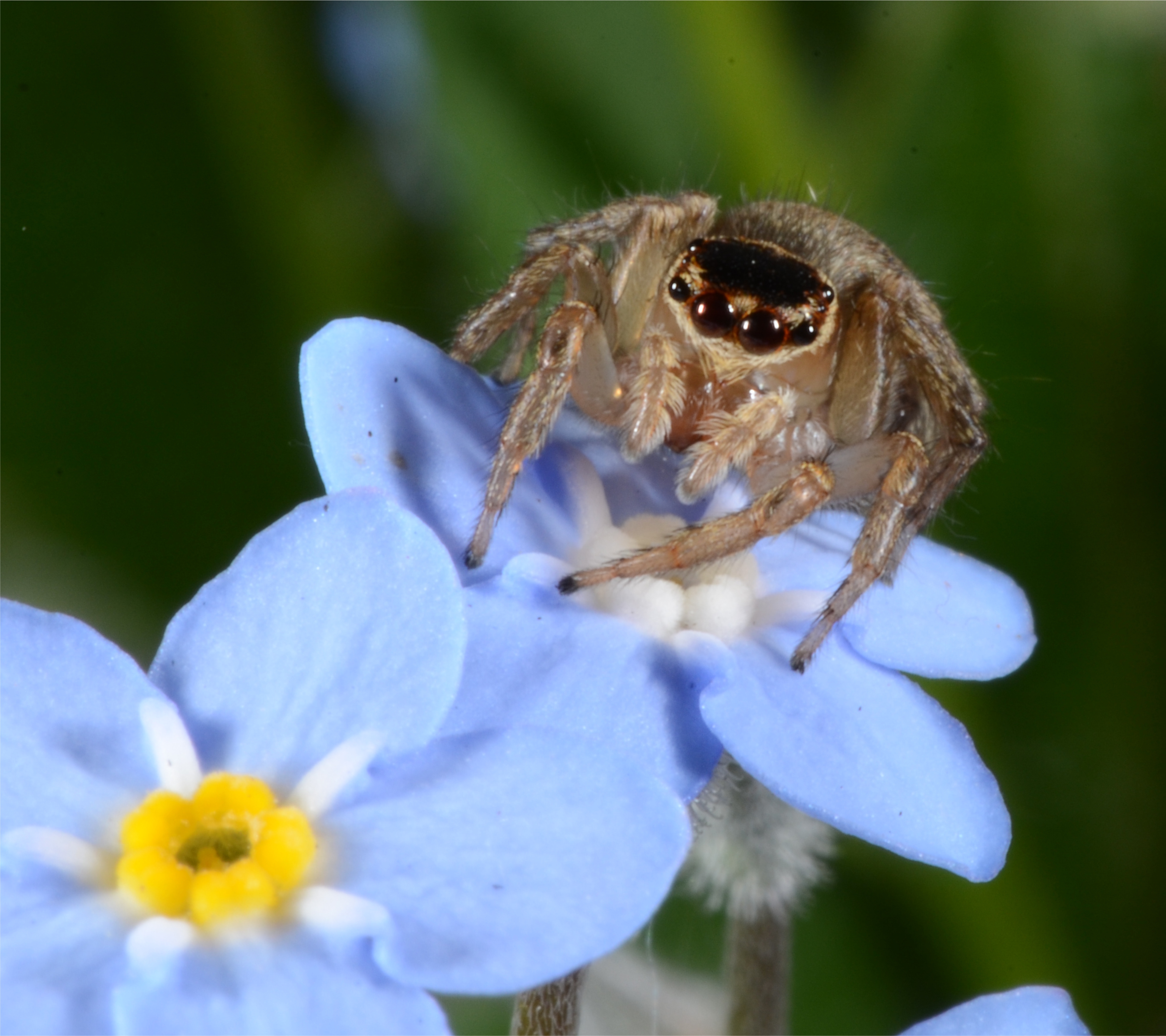 working-with-spiders-kiwi-conservation-club