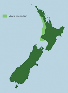 mauisdistribution