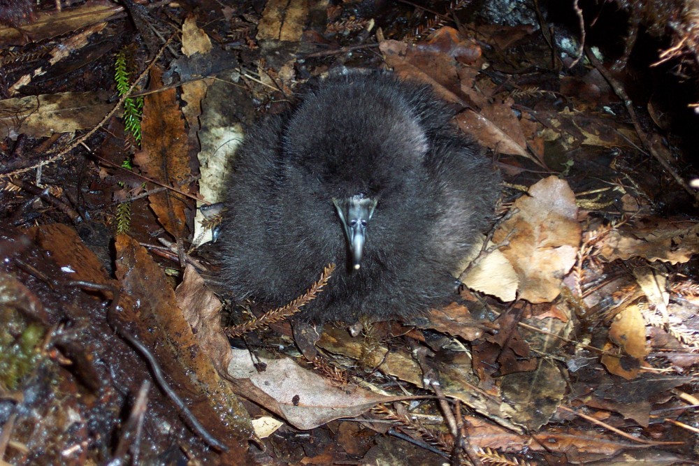 A black petrel chick in its nest (Photo by Biz Bell)