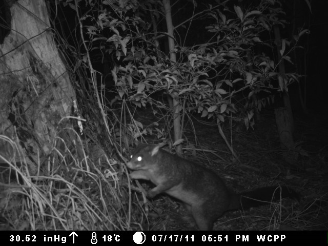 Brushtail_Possum_caught_on_fauna_camera_(8025631217)