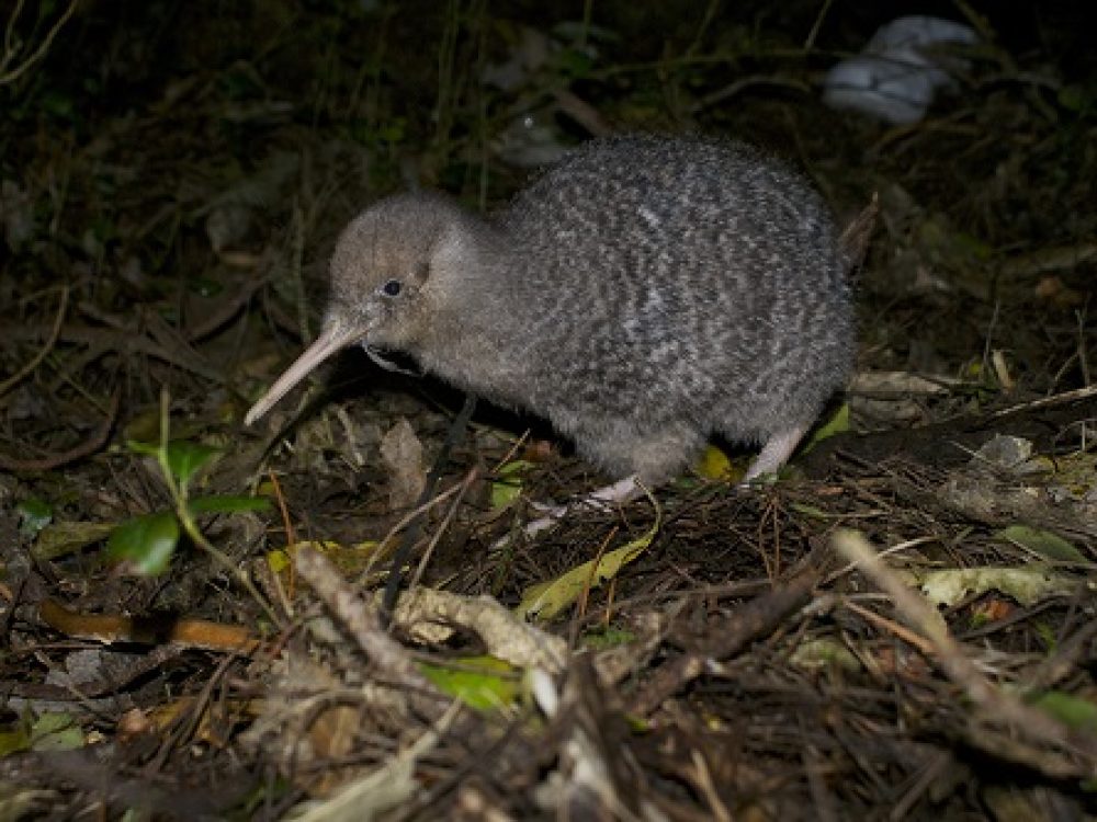 Little Spotted Kiwi Photo by Kimberley Collins