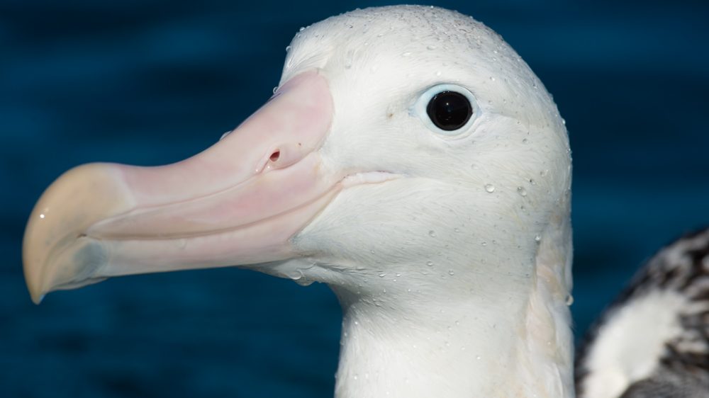 Albatross – Craig McKenzie (3)