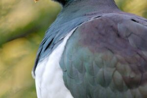 How much do you know about kererū?