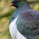 How much do you know about kererū?