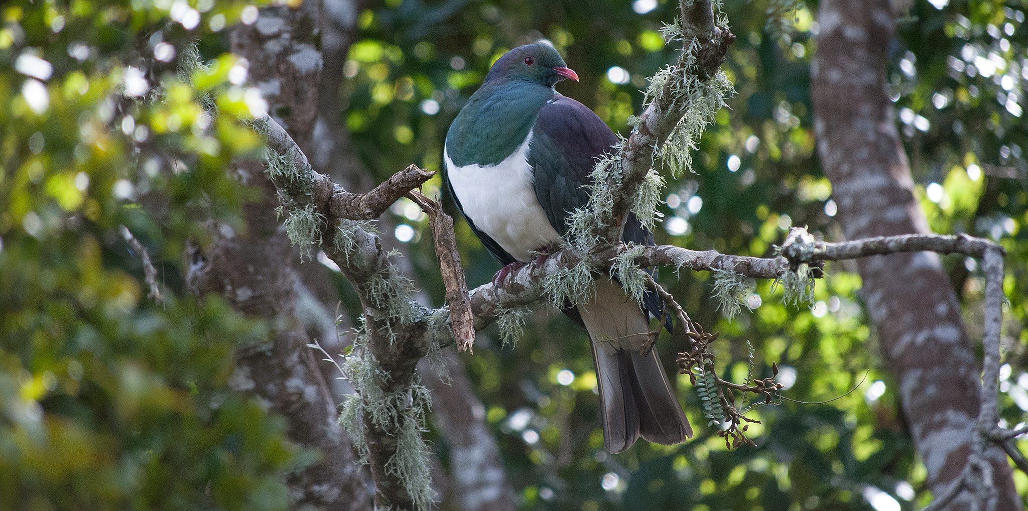 Great Kereru Count