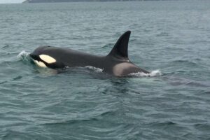 An extraordinary orca encounter