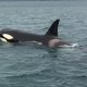 An extraordinary orca encounter