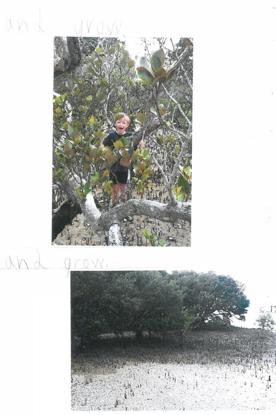 mangrove-story-page-5