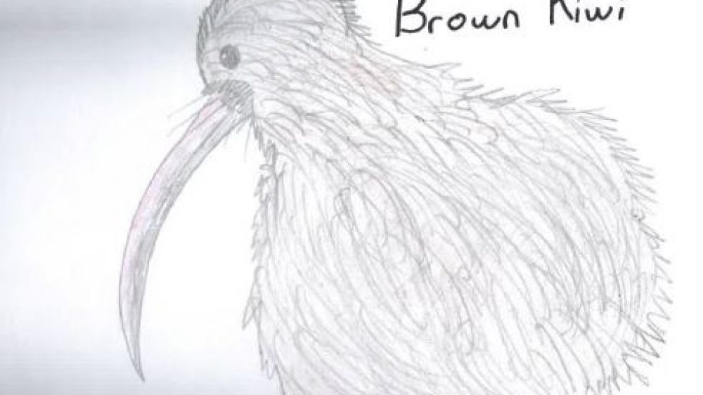 Brown Kiwi