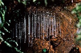 Glow Worms at Night