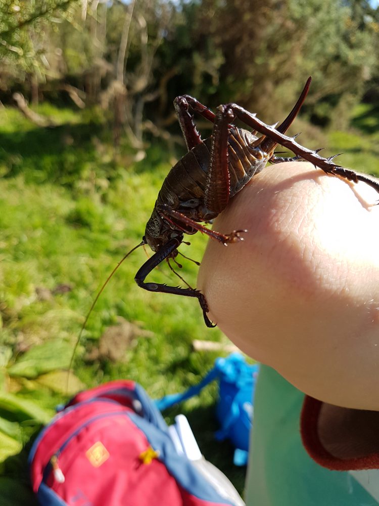 Visiting Mahoenui Giant Wētā Scientific Reserve Kiwi Conservation Club