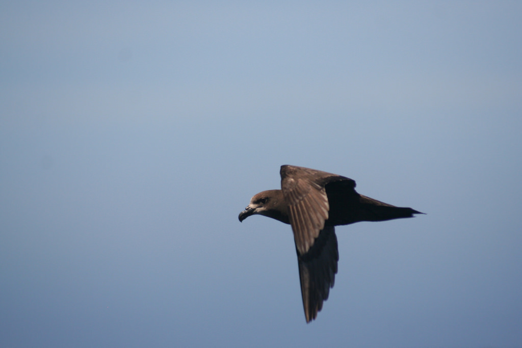 Petrels at Mauao