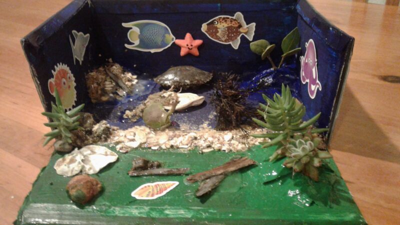 The shells, sand, mangroves, driftwood, crab etc. are all from the Kaipara Harbour where we live. By Sam
