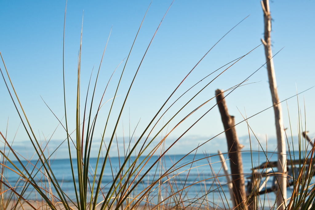 Dune Planting day in Papamoa