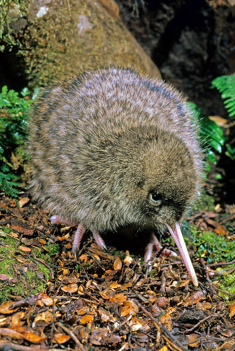 Vote Kiwi – Kiwi Conservation Club