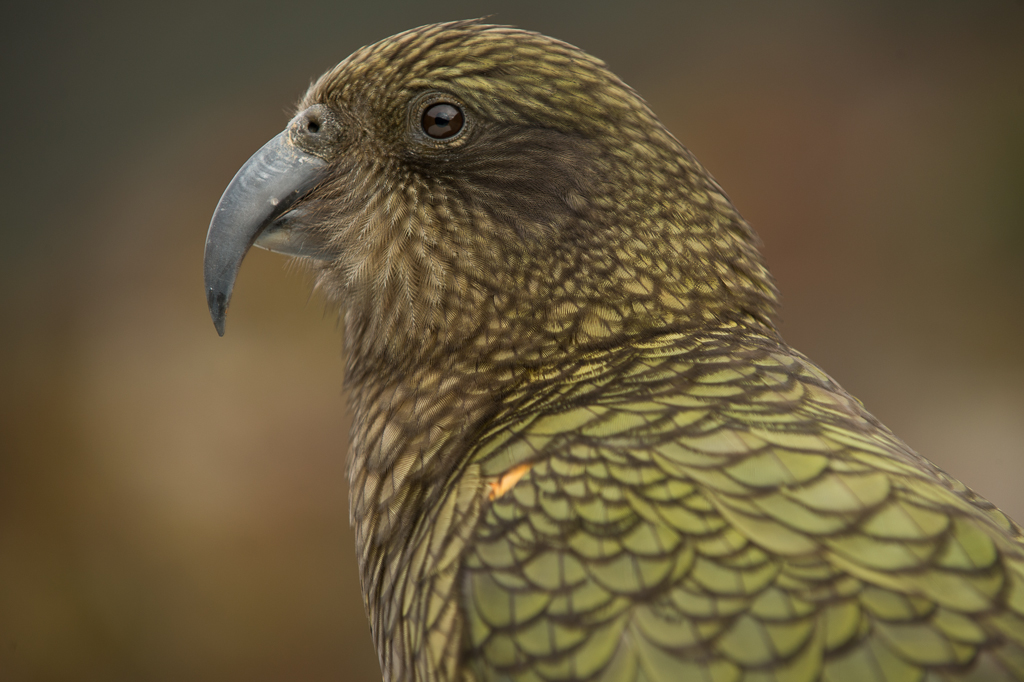 3 Reasons why Kea should be Bird Of The Year – Kiwi Conservation Club