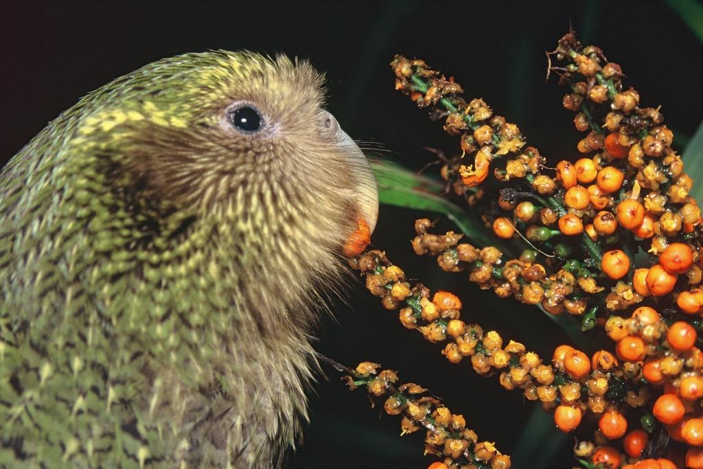 Vote Kākāpō for Bird Of The Year – Kiwi Conservation Club