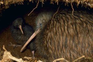 Vote Kiwi for Bird Of The Year