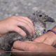 Black-backed gull banding