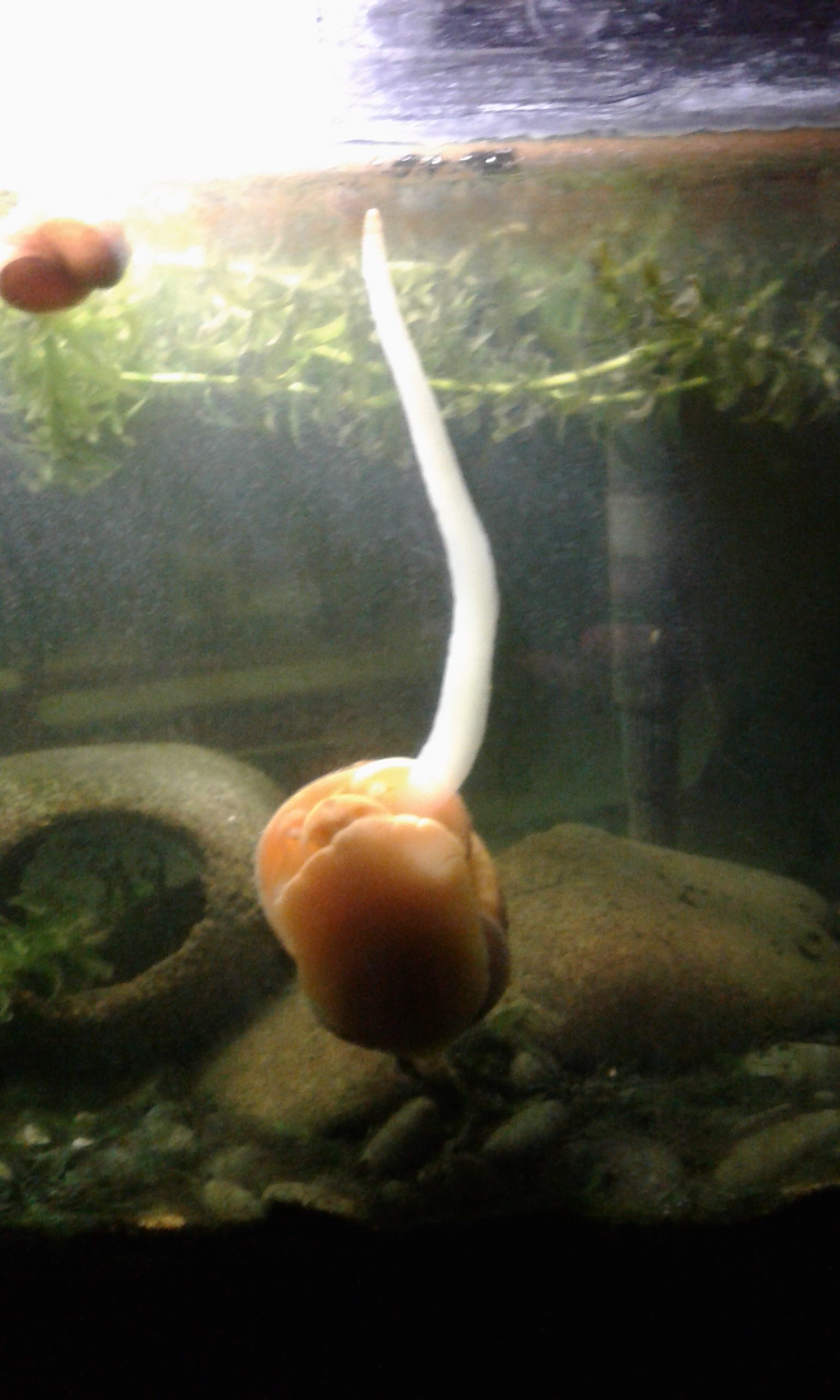 Apple snails Kiwi Conservation Club