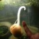 Apple snails