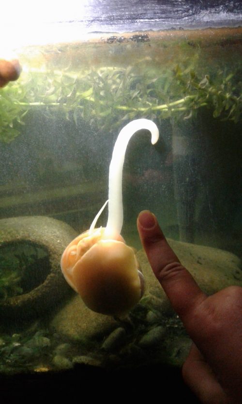 Apple snails
