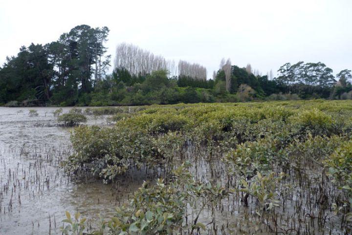 Matua's Marvellous Mangroves