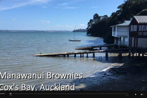 Manawanui Brownies’ New Normal Project