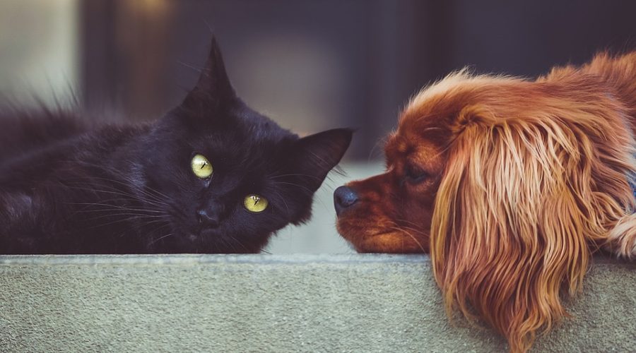 WHY DOGS ARE BETTER THAN CATS
