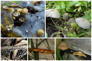 Fungi World