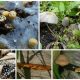 Fungi World