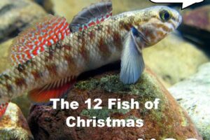 Sing along with the 12 Fish of Christmas