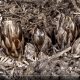 Time-lapse of Dactylanthus