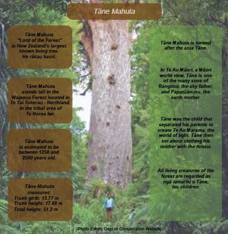 Compare a rākau to the giant kauri Tāne Mahuta – Kiwi Conservation Club