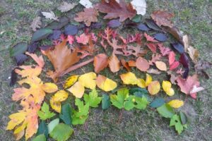 Our Leaf Rainbows