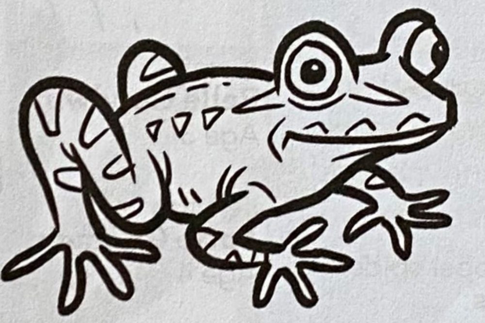 Draw an Archey's frog with Gavin Mouldey