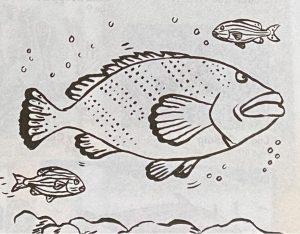 Draw a spotted black grouper with Sarah Laing