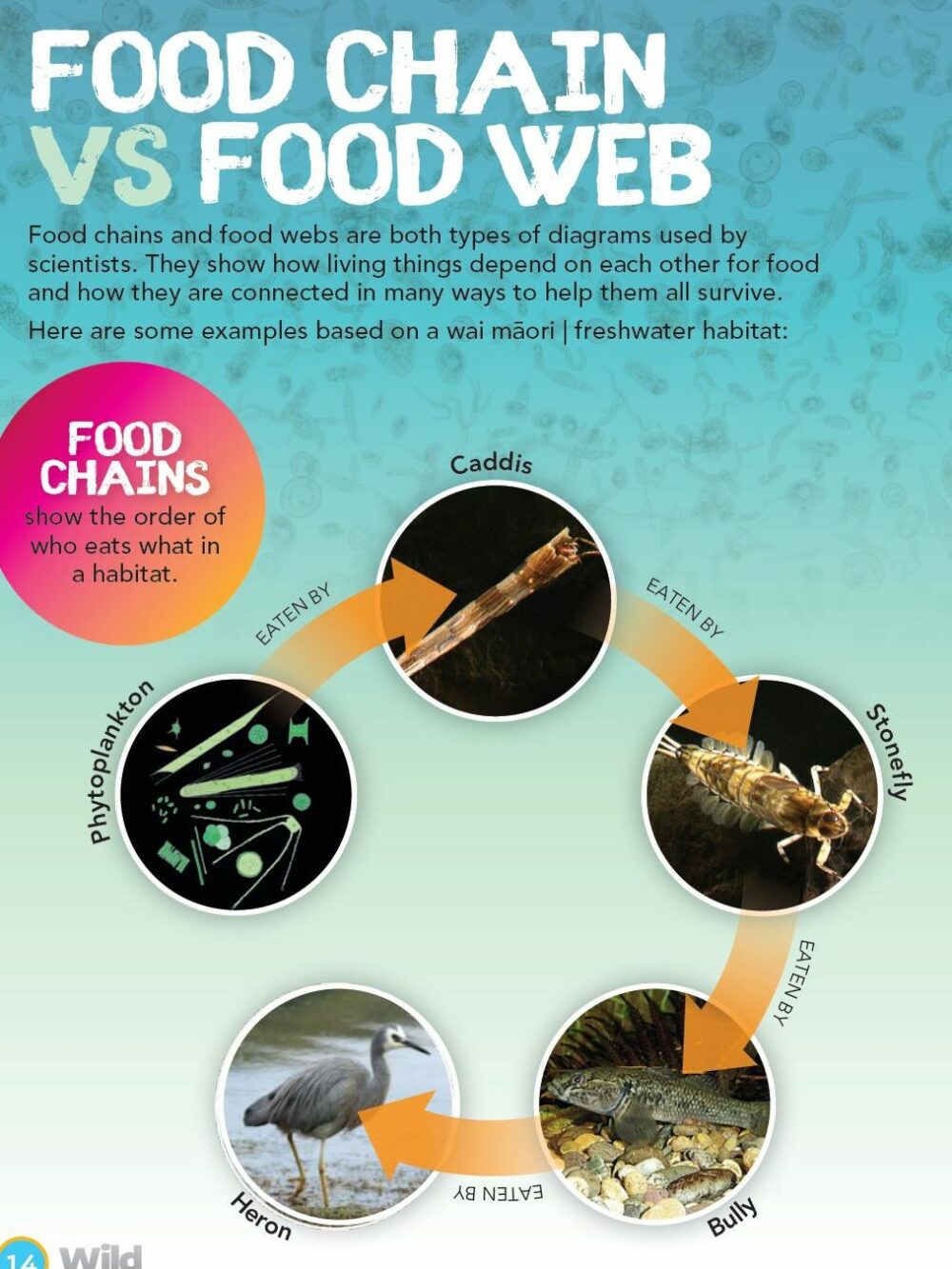 food chain food web (fixed image)