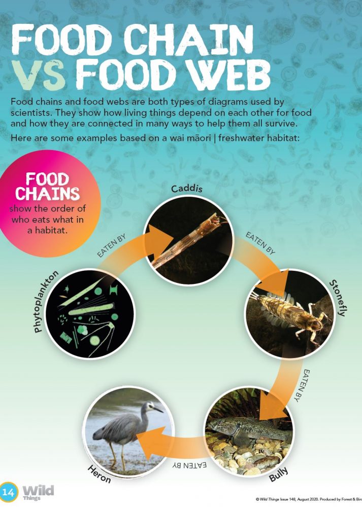 Food Chain VS Food Web