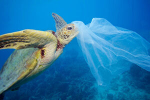 The plastic jellyfish