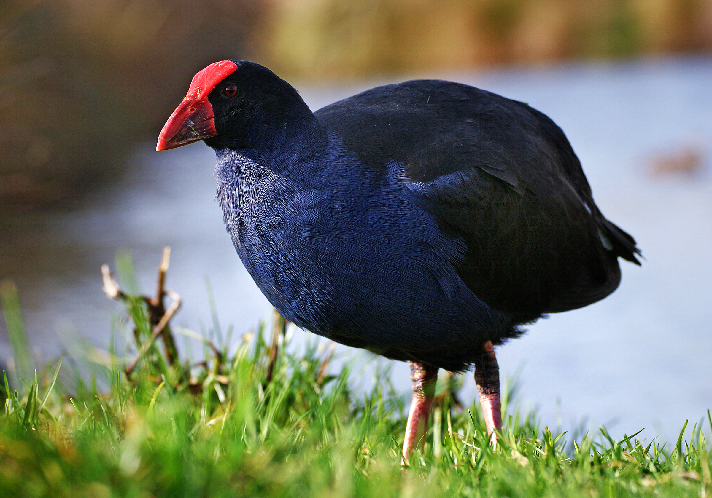 The Pūkeko – Kiwi Conservation Club