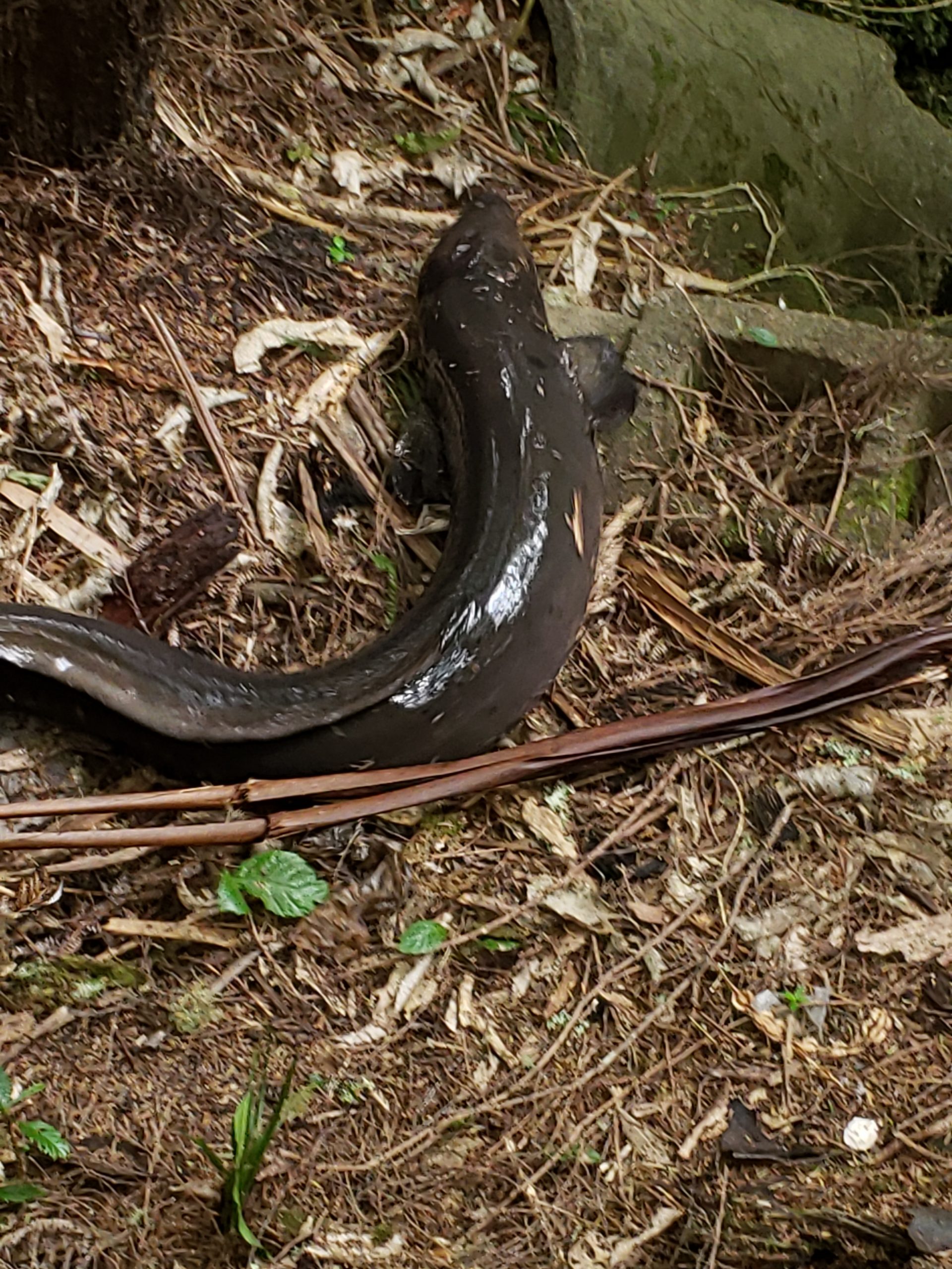 Bayview Primary School at Glendhu Reserve – From Wild Things issue 152